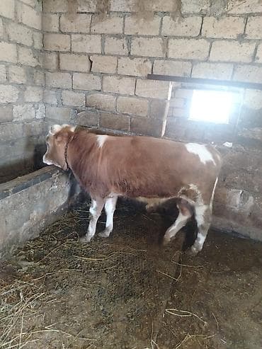 cins inəklərin satışı: Satılır: Erkək buzov - Cins: Simmental tipli (qırmızı-ağ rəngdə, alnı — 4