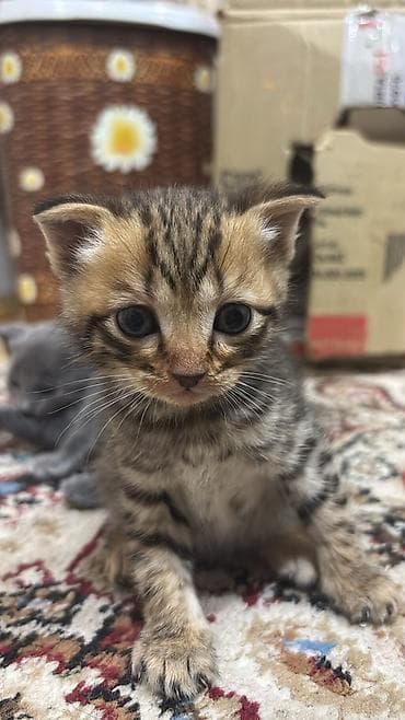 afcarka bala: Scottish Fold - Rənglər: tək rəngli tünd-boz (mavi tonlu) və — 4