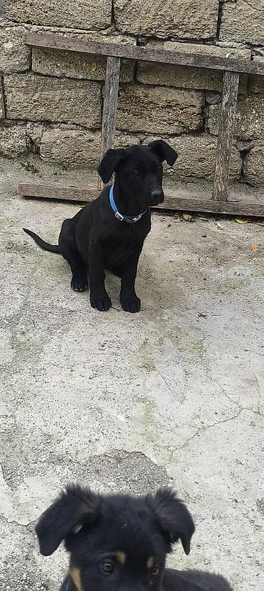 4 ay, Dişi, Peyvəndli