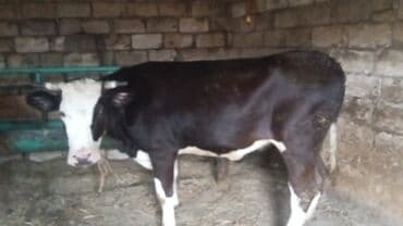 Dişi, Holsteyn, il: 2, 500 kq, Ətlik lalafo.az -da Dişi, Holsteyn, il: 2, 500 kq, Ətlik