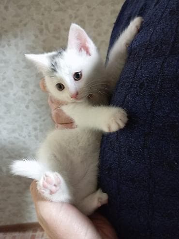 itle qizin seksi: Dişi, Yaxşı əllərə, Ünvandan götürmə — 3