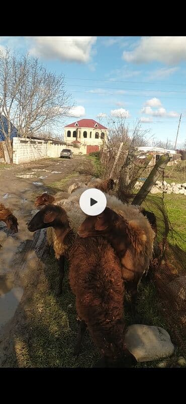 Gəmiricilər: Salam Allah haminin malına bereket versin 12eded qala qoyunu satılır — 1