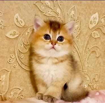 sibir pisiyi: Britan, Erkək, Dişi, Yaxşı əllərə, Ünvandan götürmə — 2