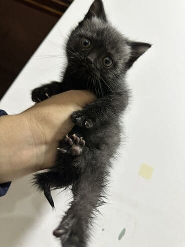 Akvariumlar: British Shorthair balasıdı çox aktiv pişikdi qum tərbiyəsi var endirim — 2