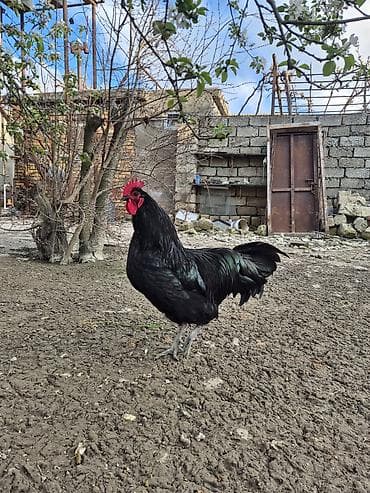 sumatra xoruz: Xoruz, il: 1 — 6