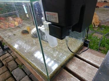 Зоотовары: Akvaryum komplekti - Şüşə akvaryum: təxmini ölçü 70×40×40 sm düz — 3