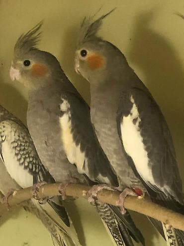 Tutuquşları: 90% dişi erəkdilər öz quşlarımın balasıdır — 1