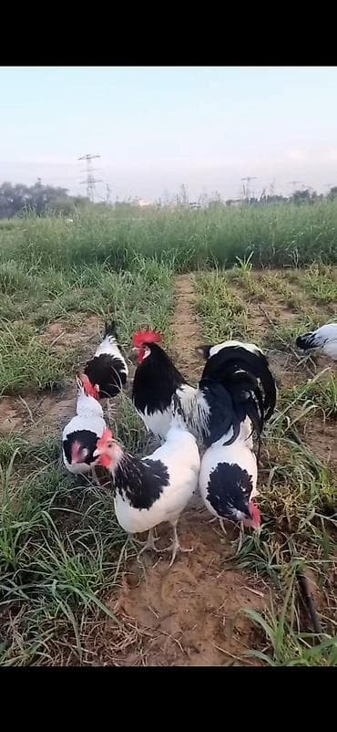 cins keciler: Toyuq, Damazlıq — 2