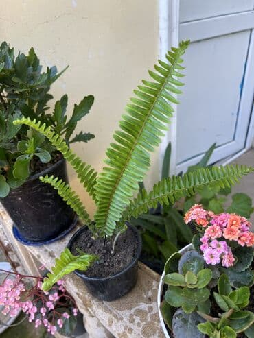 yumru xalça: Xalça — 1