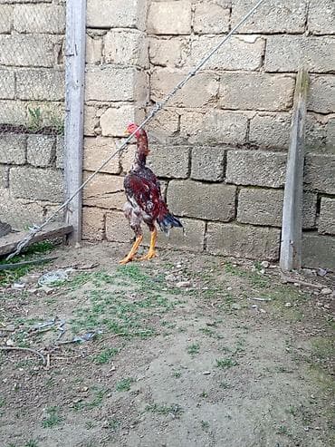 ayam serama: Heyrati temiz samo cinsi 7 ayliqdi rengi qirmizi kuldu — 1