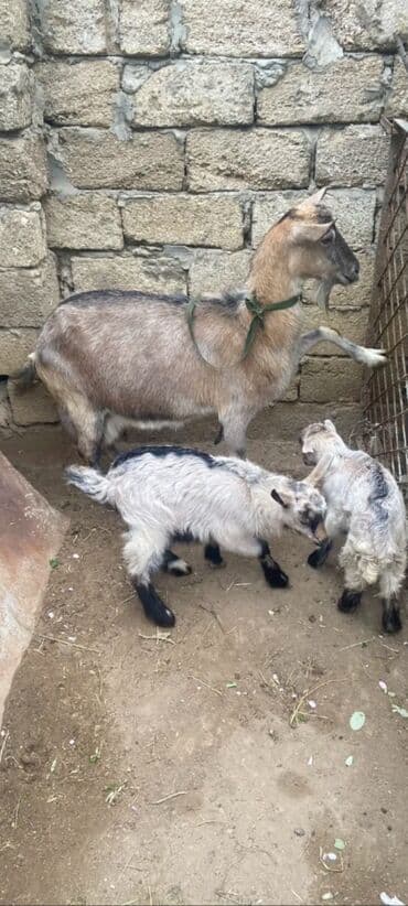 erkek qaz: Erkək, Alpine, il: 1, 28 kq, Damazlıq, Ödənişli çatdırılma — 4