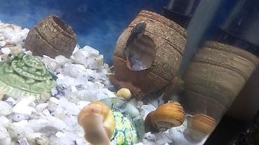 17 e yaxin baliqdir. akvariumla bir yerde. unvan nermanov