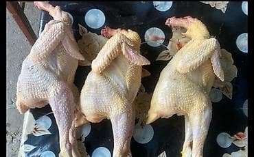 doner eti: Məhsul:super saxlamalı serbirist cucələrdir.2 ay yarimligdir qiyməti — 3