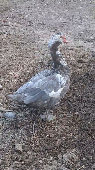 itlərə verilən adlar: Salam aleykum lavanda ördəklər satılır 2 fərə bir xoruz Məhsul — 4