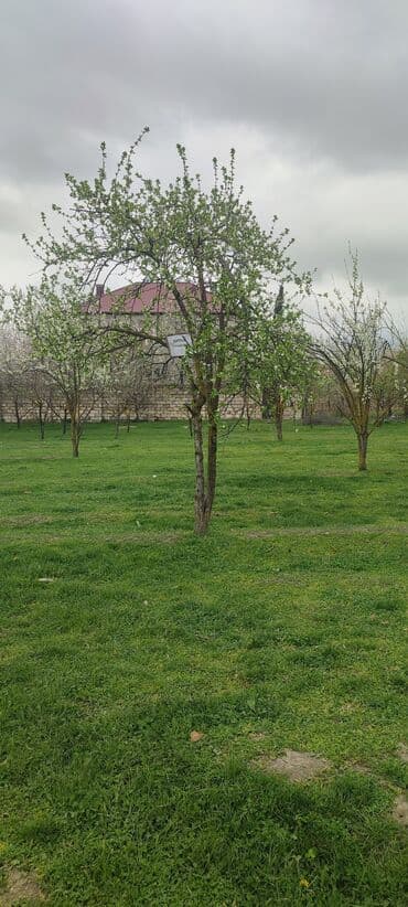 sumqayitda saatliq evler: Kənd təsərrüfatı — 4