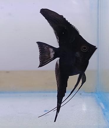 Mələk balığı (skalyari), Sülhsevər, Ödənişli çatdırılma