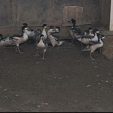 it cinsi: Məhsul: Ördək balaları (tətillik/ferma üçün) Təsvir: - Şəkildə — 1