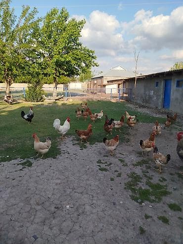 cuce ve xoruz: Kənd toyuqları satılır. 11 ədəddir, 10 fərə 1 xoruz, təbbi şəraitdə — 2