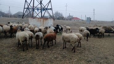 monqolustan quzu: Qoyun sürüsü satılır - Növ: Yerli ətlik-yunlu qarışıq tipli qoyunlar — 3