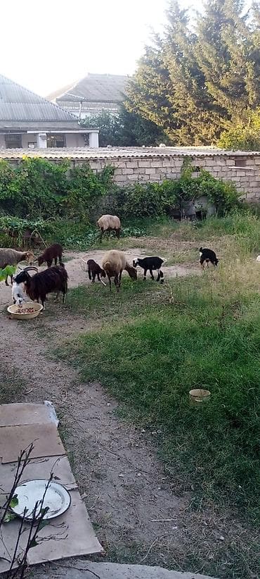 quzu: Satılır: xırdabuynuzlu heyvanlar sürüsü - Növ: Qoyun və keçi qarışıq — 2