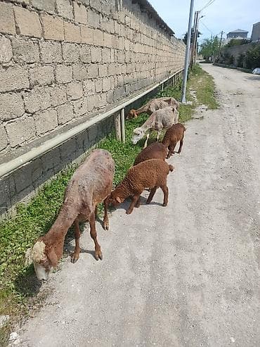 qoyun qiymətləri: Uc ana uc. balla bir ana bir balla qiymet. 350 m cavan qoyunlardi — 8