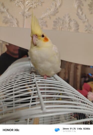 Nymph paraket (kokatiel) – sarı/albino rəng çaları, yanaqlarda narıncı