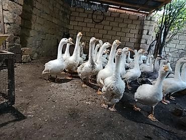 sort qazlar: Dişi, | Linda, Damazlıq, Ünvandan götürmə — 2