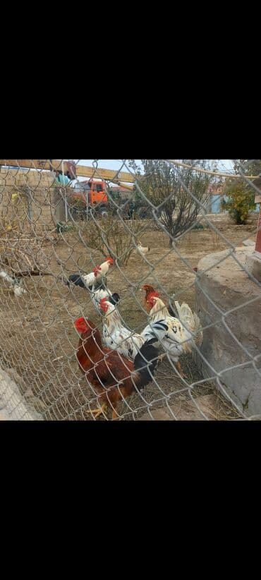 lal ordək balası satılır: Məhsul: Xoruz və toyuqlar (qarışıq rənglər) Təsvir: - Şəkillərdə bir — 1