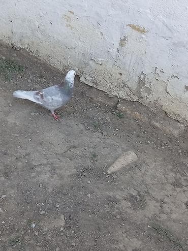 xalca sixan: Mor agbas erkeydir tutulma qusdur unvan Neftçala rayonu — 1