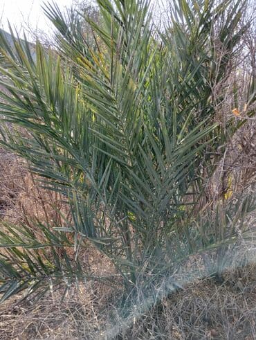 tinglər: Xurma palmaları – dekorativ və meyvəlik ting - Bitki növü: Xurma — 4