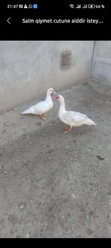 Muscovy (indoutka) ördəkləri – satılır 4 aylıq balalar