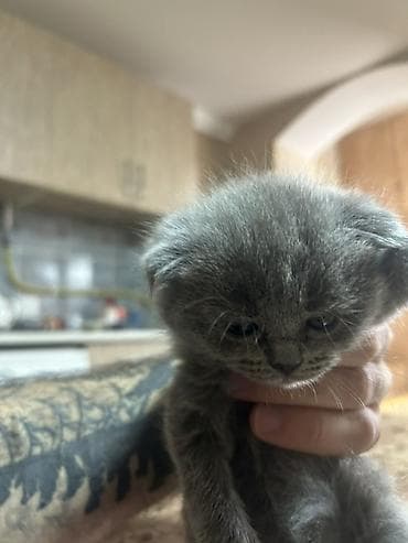 pişiy adları: Britan — 2