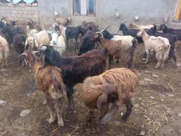 cucə yem qabı: Keçilər satilir — 2