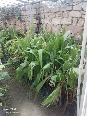 palma agaci satilir: Müxtəlif ölçülərdə palma fidanları bağ, həyət və ya digər açıq — 3