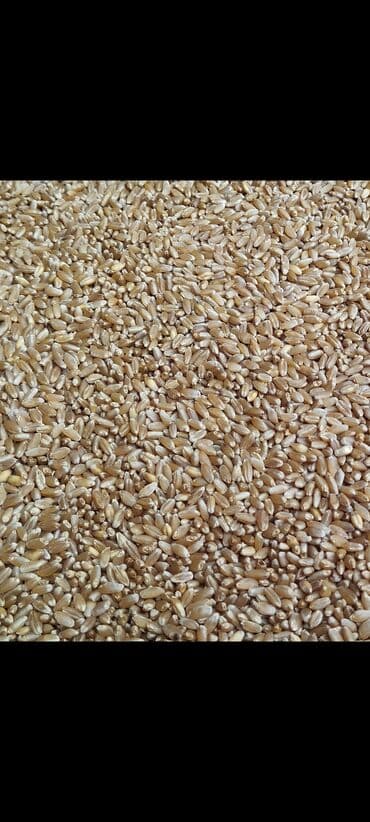 Bitki yağı: Vemlənmiş buğda Bərəkət doğsan Beş - Növ: Çörəkbişirmə və un — 1