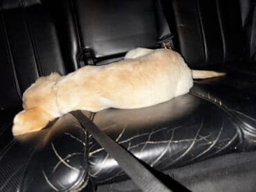 Retriever lalafo.az -da Retriever