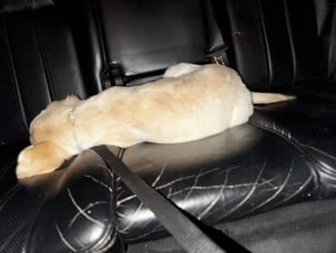 itlerin pulsuz verilmesi: Retriever — 1