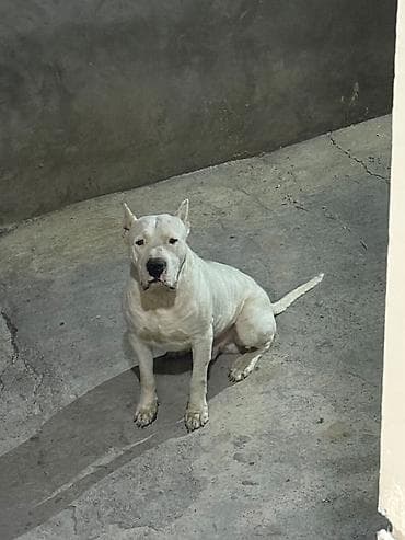 bichon frise qiymeti: Doq, Erkek — 3