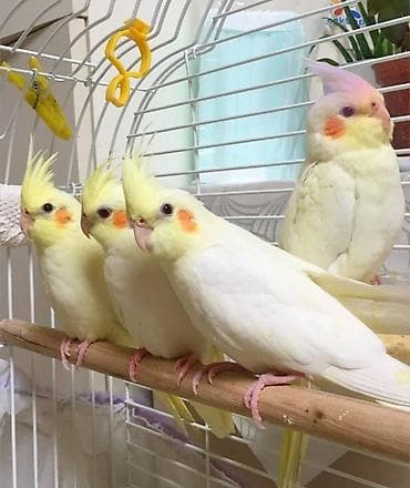 it bazari bakida: 🦜 Salam! Hazır əl quşlarımız mövcuddur 🗣️ Danışdirmaq üçün Sultan — 1