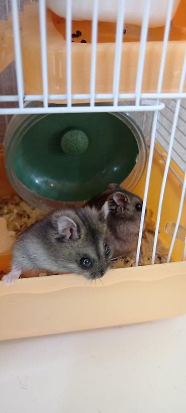 hamster near me: Salam 4eded Xamyak Yuvasi ile sarikir. Yimek qabi. Su qabi — 1
