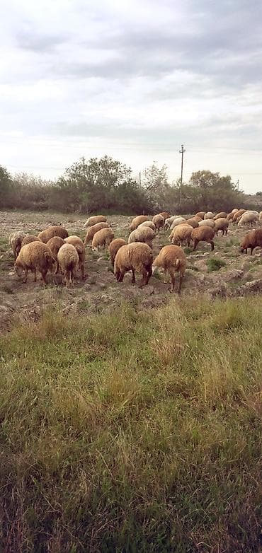 mal qoyun: Qoyun sürüsü – ət və yun istiqamətli - Növ: yerli qarışıq cinslər — 1