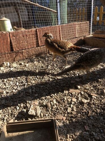 кольчатый попугай цена: Almaz qirqovular balalari — 2