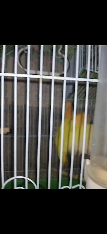 dəvə əti: Məhsul: Cüt sevda quşları (lovebird) Təsvir: - Bir-birinə uyğun cüt — 9