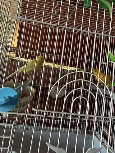 mal satisi: Cut bulbul satilir. Saglam quslardi. Qefesle birlikde 120azn. Qefessiz — 2