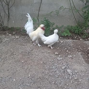 kend cuceleri: Toyuq, Damazlıq — 4