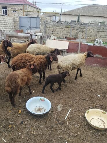 bmw 3 серия 328xi at: Erkək, Qala, il: 1, 70 kq — 27