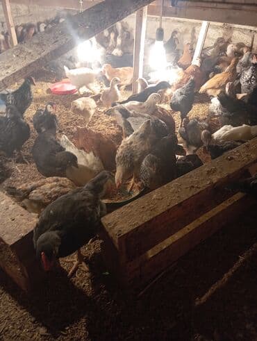 Volkswagen: Куриные цыплята, Для разведения — 8