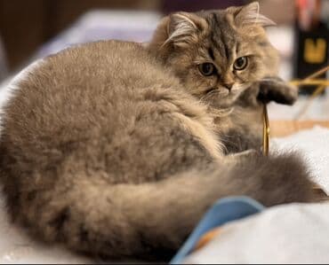 ən ucuz pişiklər: Qızıl şinşilla, Dişi — 1