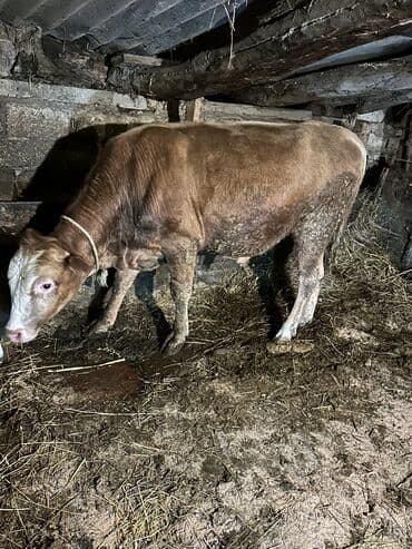 cins inekler: Самец, лет: 1, 100110 кг, Для разведения, Самовывоз — 31