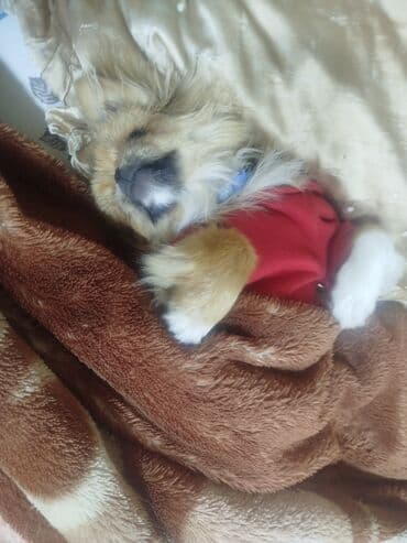 dana qiyməti siyəzən: Pekines — 3